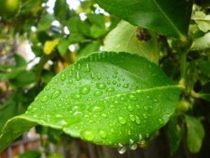 Lemon Leaves