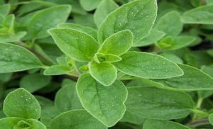 Marjoram Leaves