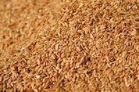1121 Basmati Rice Seeds