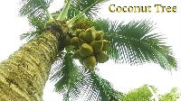 Coconut Plant