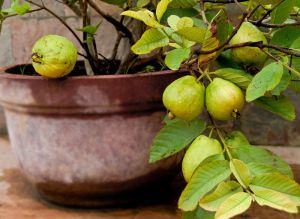 Guava Plant