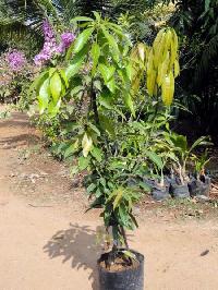 Mango Plant