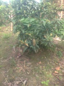 Mango Plants