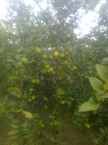 Thai lemon Plant