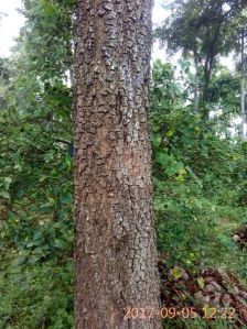 Red sandal wood trees