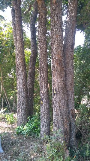 Red Sandal Wood tree