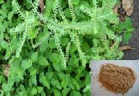 Phyllanthus Niruri Extract