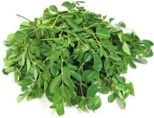 Fresh Moringa Leaves