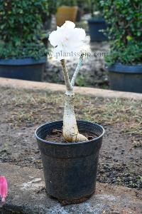 Adenium White Plant