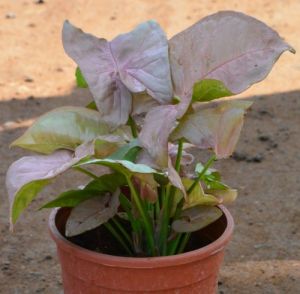 Syngonium Pink