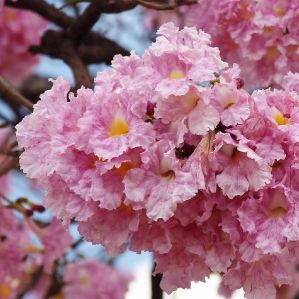 Tabebuia Rosea Plant