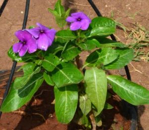 Vinca Roja