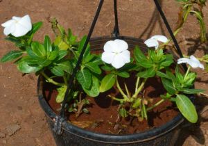 Vinca Roja White