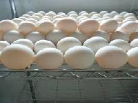 farm fresh duck eggs