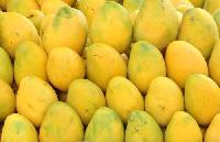 Fresh Badami Mango