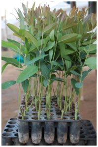 Eucalyptus Clone N0413