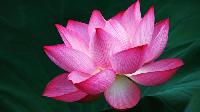 Fresh Pink Lotus Flowers