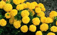 Fresh Yellow Marigold Flowers