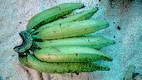 Fresh green nendran banana