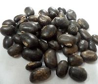 mucuna pruriens seed