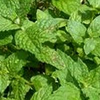 Fresh Mint Leaves