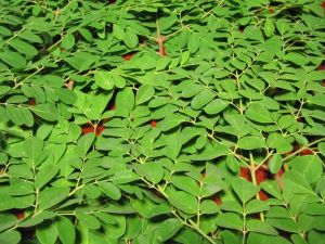 Moringa Leaves