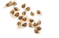 Moringa Seeds