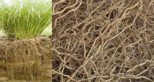 Vetiver Roots