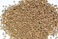 Barnyard Millet Seeds