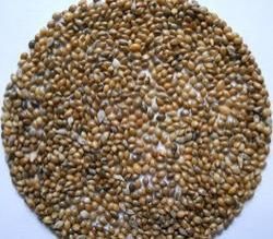 Kodo Millet Seeds