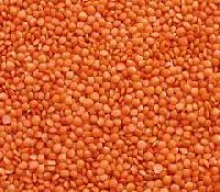 Masoor Dal