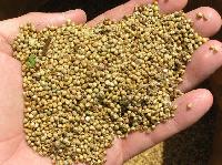 Pearl Millet Seeds