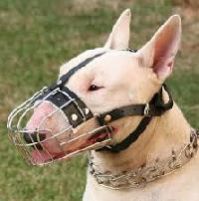 dog muzzles