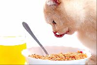 pet food like cat goods