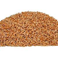 Samba (red) Wheat