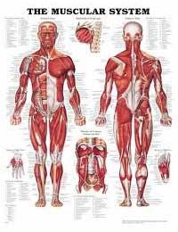 Anatomy Charts