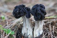 Black Mushroom