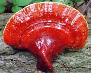 Ganoderma Mushroom