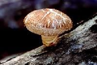 Shiitake Mushroom