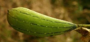 Luffa Cylindrica Oil