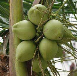 Green Coconut