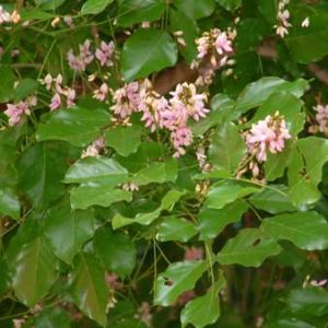 Pongamia Pinnata Honey