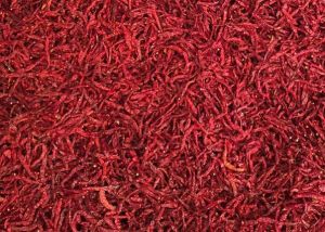 Dry Red Chilli