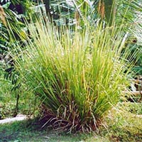 Vetiver Essential Oil