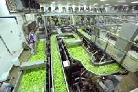 Food Processing Plant