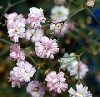 Fresh Gypsophila Flowers