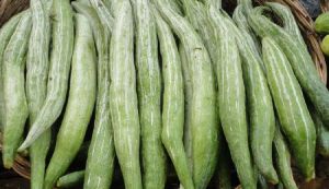 SNAKE GOURD SMALL