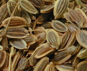 Dill Seed Oil