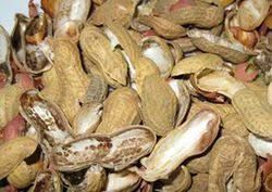 Groundnut Shell