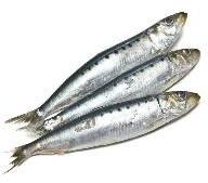 Frozen Sardines